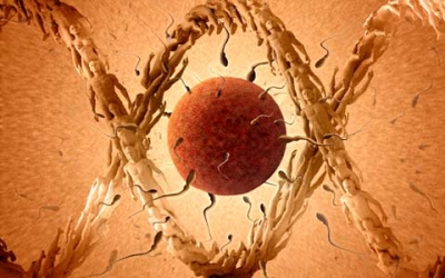 Гормональная контрацепция для мужчин Гормональная контрацепция для мужчин